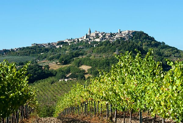 イタリアの「緑の心臓」ウンブリア州で造られるワインを知ろう！