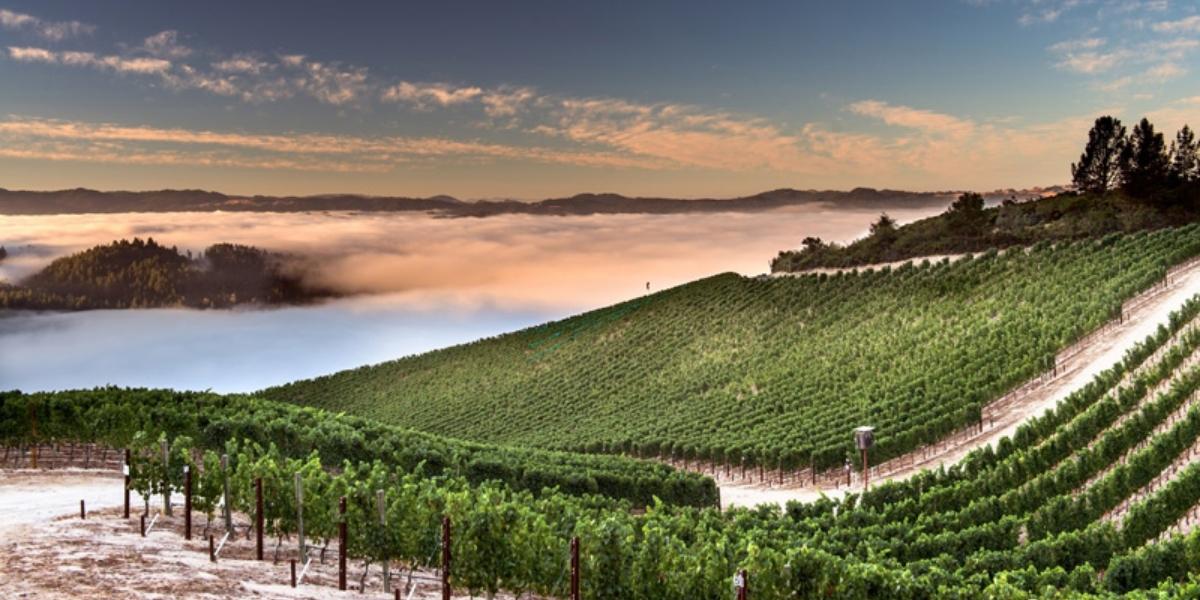 ピーター・マイケル・ワイナリー PETER MICHAEL WINERY | エノテカ