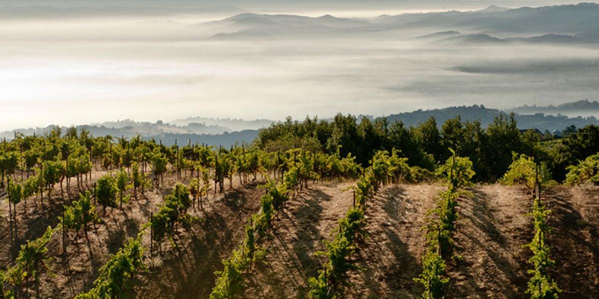 リッジ・ヴィンヤーズ / RIDGE VINEYARDS
