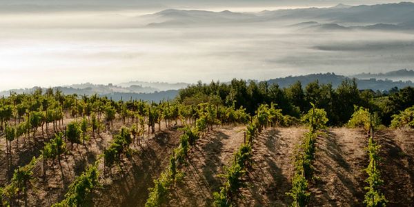 リッジ・ヴィンヤーズ / RIDGE VINEYARDS