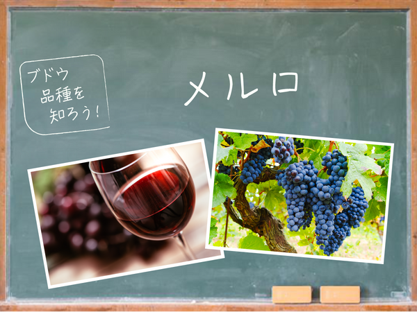 【ブドウ品種を知ろう】メルロとは？