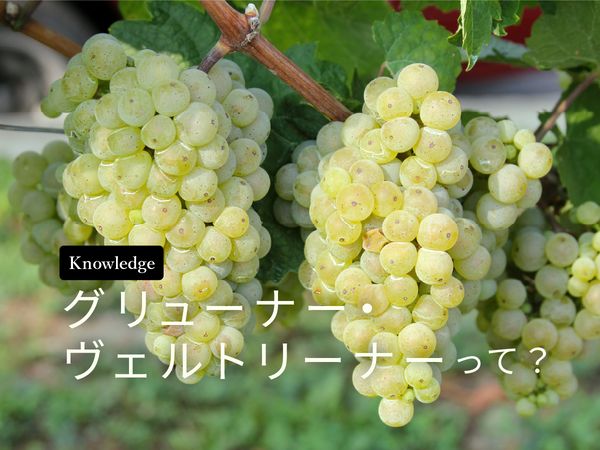 【ブドウ品種を知ろう】グリューナー・ヴェルトリーナーとは？