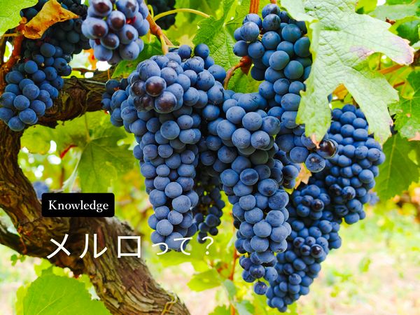 【ブドウ品種を知ろう】メルロとは？