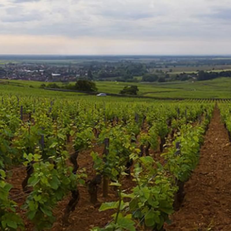 シャトー・ド・ピュリニー・モンラッシェ / CHATEAU DE PULIGNY‐MONTRACHET