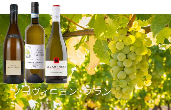 【ソーヴィニョン・ブラン】産地による味わいの違いの楽しむ ソーヴィニョン・ブラン3種類飲み比べ