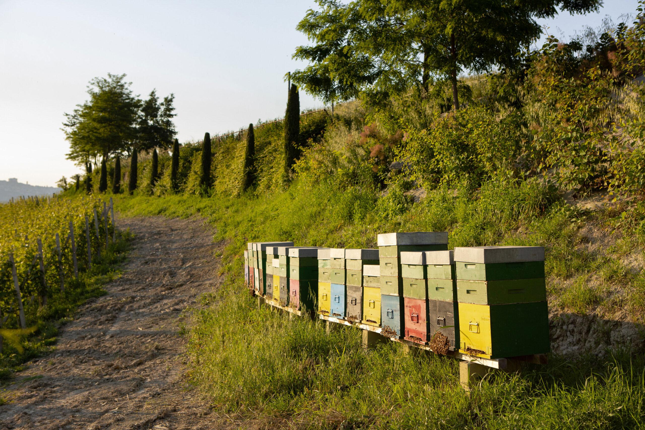 ファセットのブドウ畑の巣箱