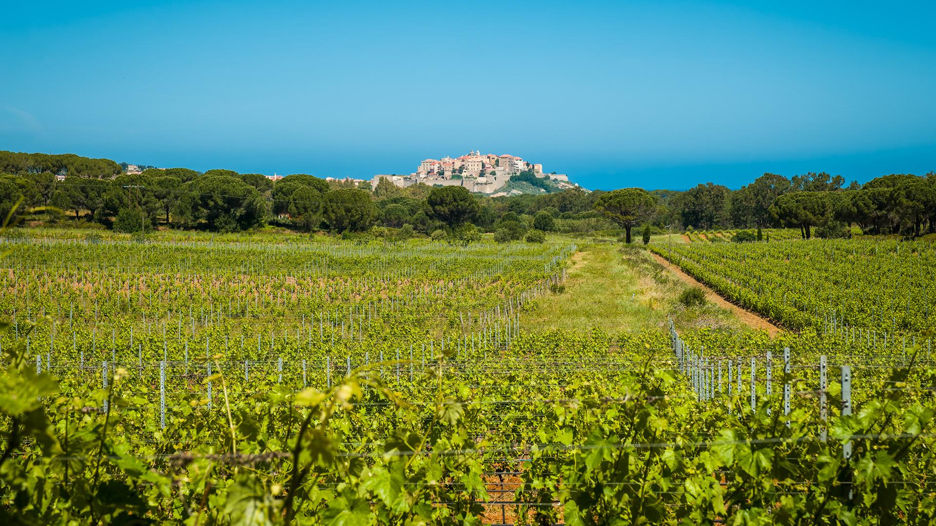 フランス・コルシカ島