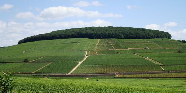 ボノー・デュ・マルトレイ / BONNEAU DU MARTRAY