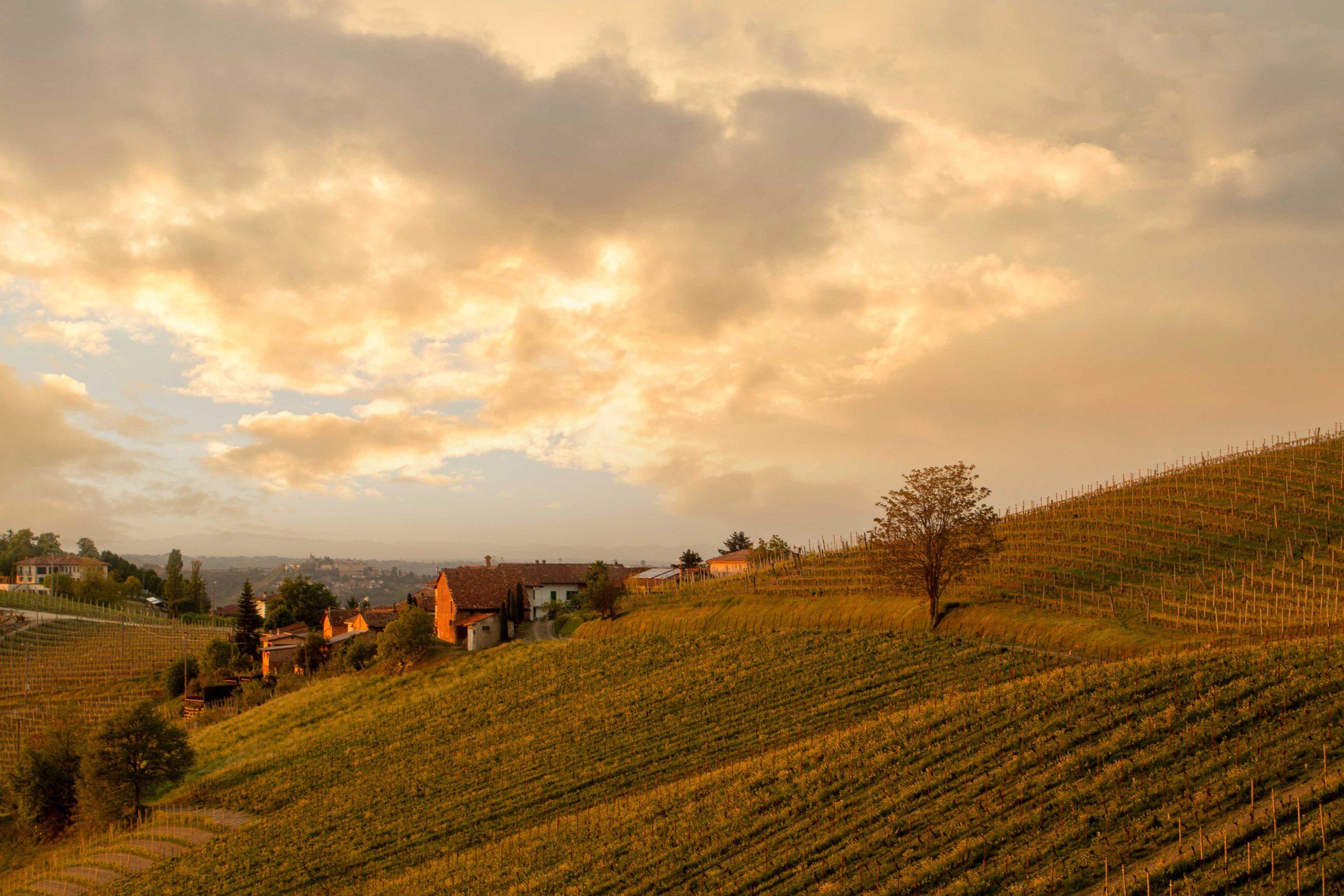 トレイーゾ村の畑