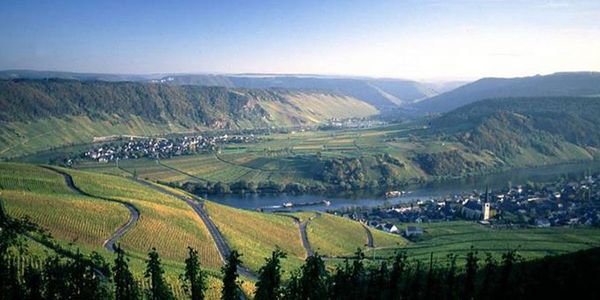 ベーレンアウスレーゼ、飲んだことありますか？ ～貴腐が紡ぐ黄金の一滴、モーゼルの希少な甘口～