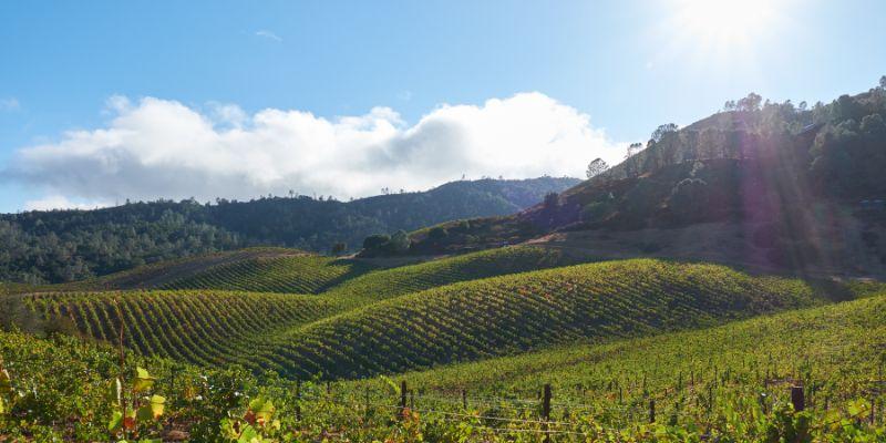 一面のワイン畑。山の向こう側から白い雲と太陽がのぞいている。