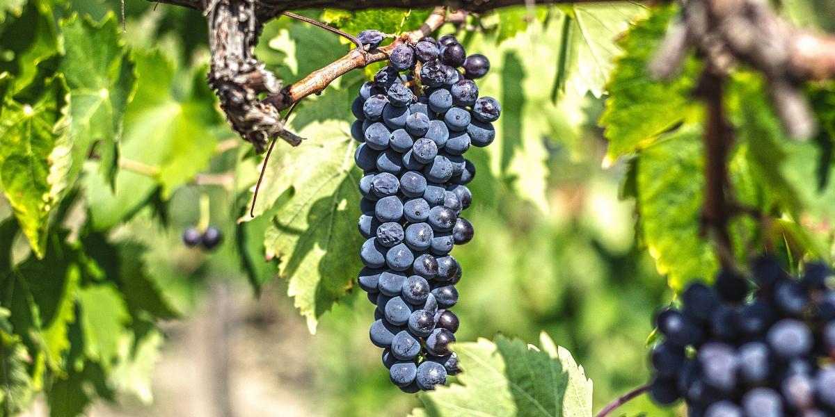 grapes_sangiovese