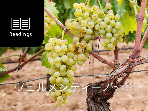 【ブドウ品種を知ろう】ヴェルメンティーノとは？