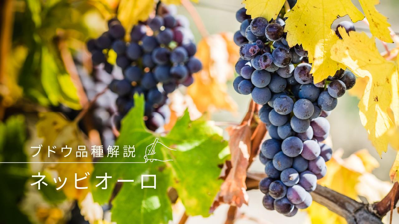 ネッビオーロメイン画像