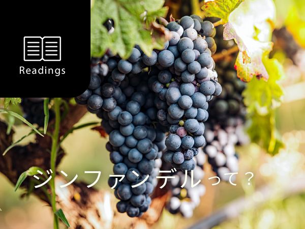【ブドウ品種を知ろう】ジンファンデルとは？