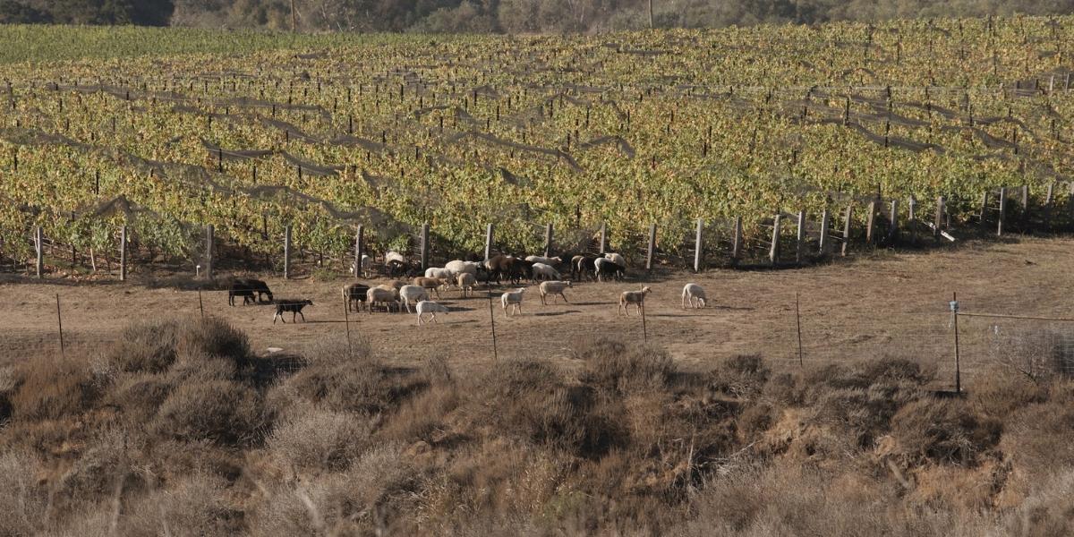 ドメーヌ・ド・ラ・コート / DOMAINE DE LA COTE