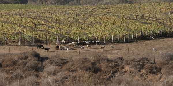 ドメーヌ・ド・ラ・コート / DOMAINE DE LA COTE