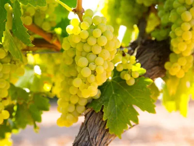 オーベール・ワインズ AUBERT WINES | エノテカ - ワイン通販