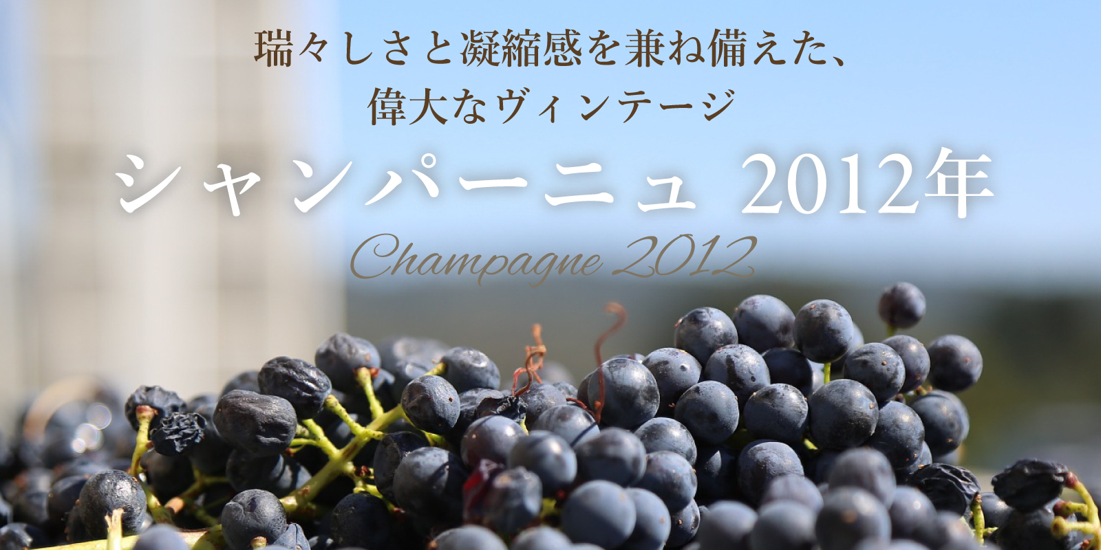 瑞々しさと凝縮感を兼ね備えた偉大なヴィンテージ「2012年