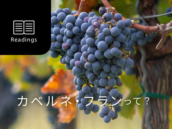 【ブドウ品種を知ろう】カベルネ・フランとは？