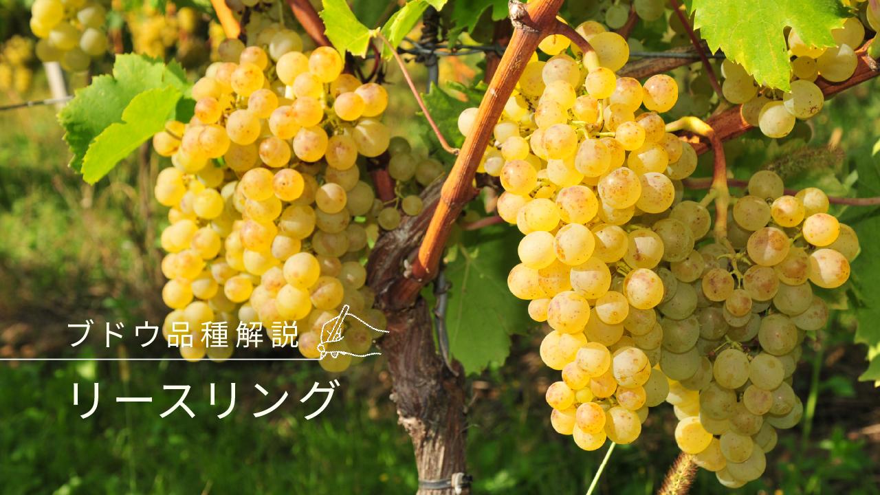 リースリング