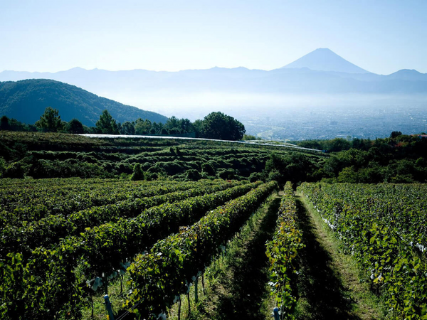 日本ワイン発祥の地、山梨県で造られるワインの魅力