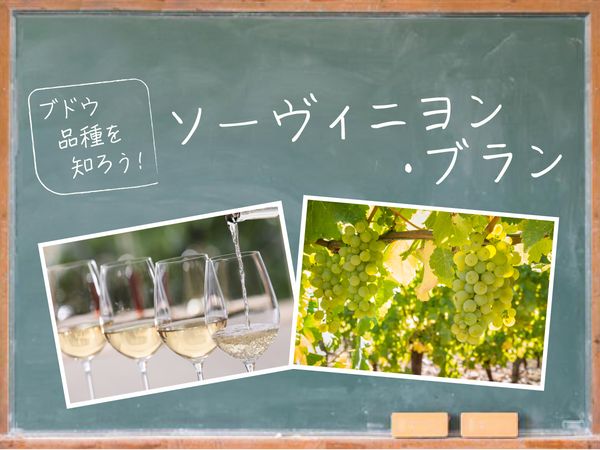 【ブドウ品種を知ろう】ソーヴィニヨン・ブランとは？