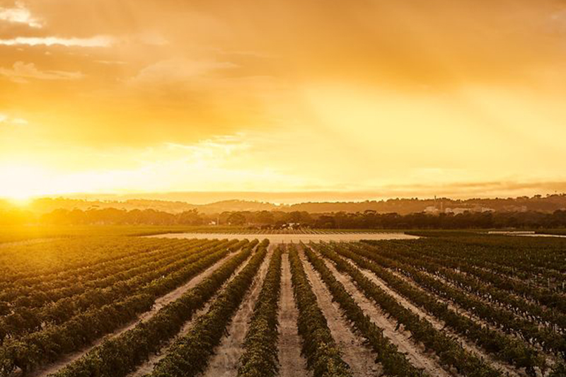 ケーズラー KAESLER | エノテカ - ワイン通販