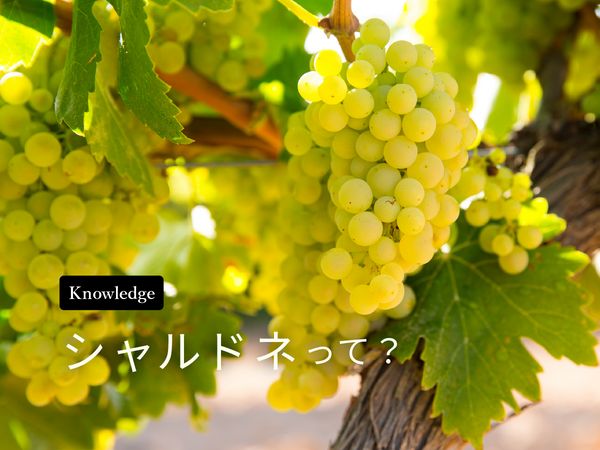 【ブドウ品種を知ろう】シャルドネとは？