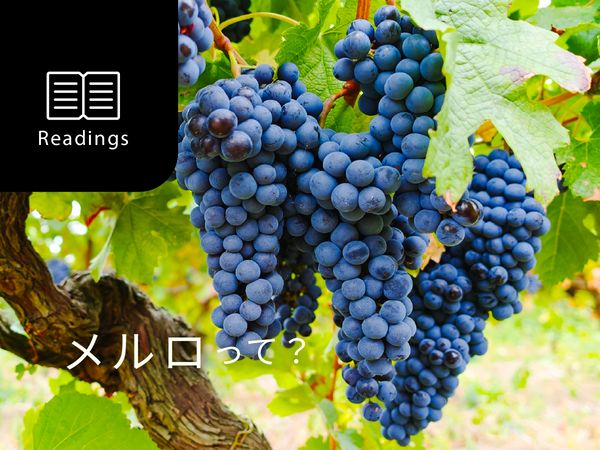 【ブドウ品種を知ろう】メルロとは？