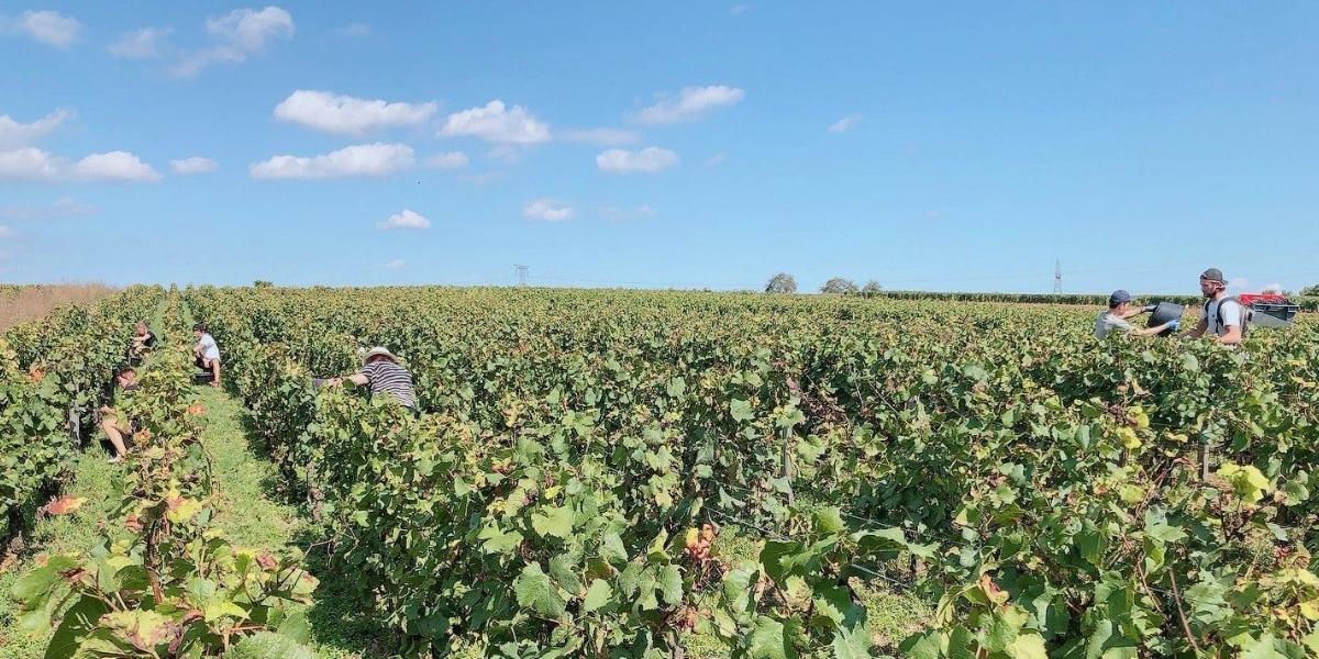 ルー・デュモン／ナカダ・パーク ヴィーニュ・ド・ジェ・シュル