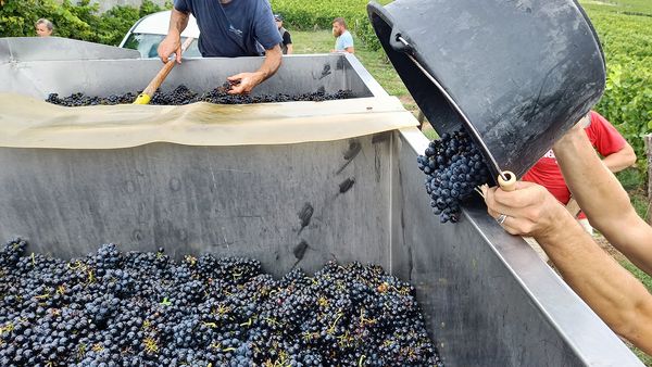 いよいよ解禁！2025年ボジョレー・ヌーヴォー最終レポート