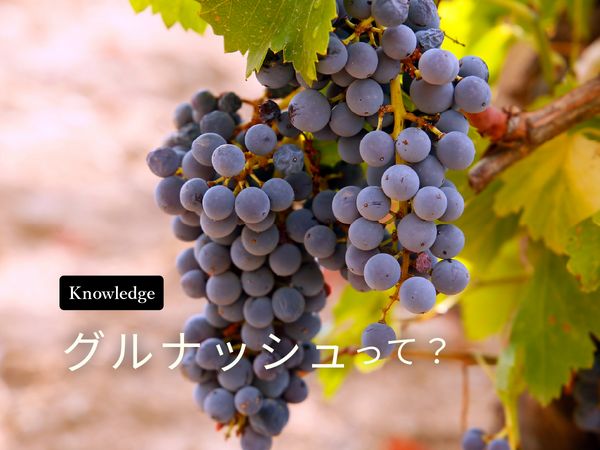 【ブドウ品種を知ろう】グルナッシュとは？