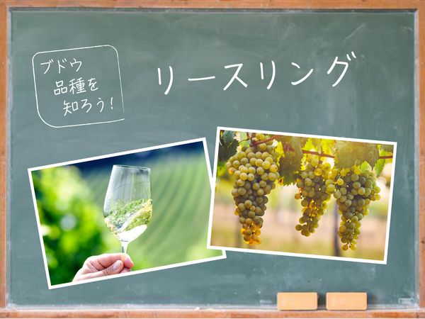 【ブドウ品種を知ろう】リースリングとは？