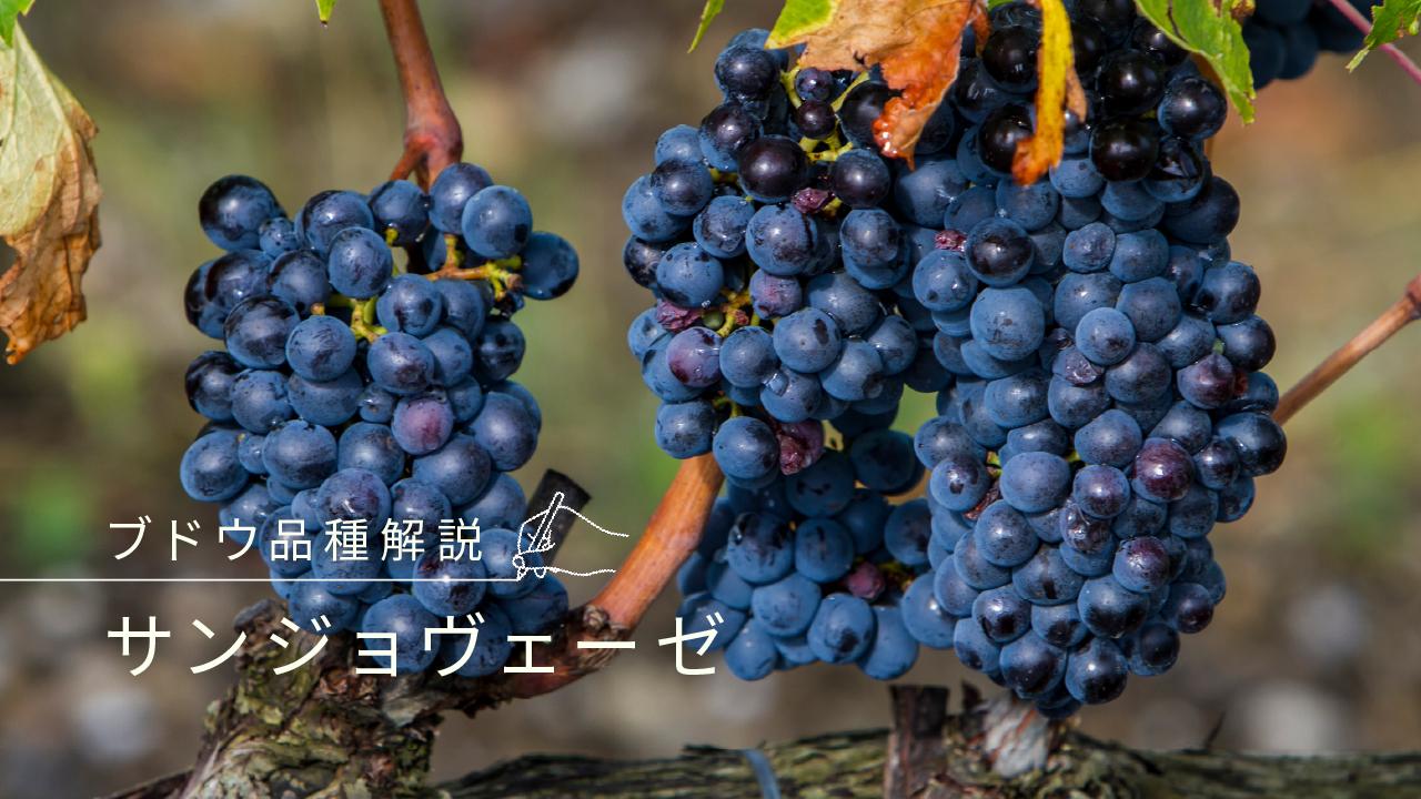 サンジョヴェーゼ