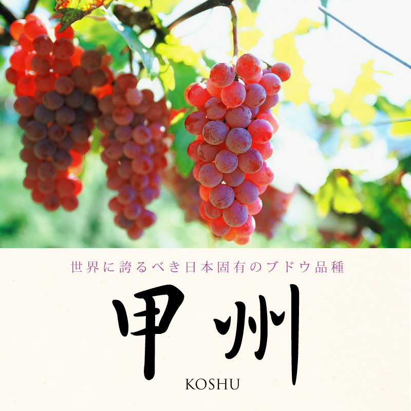 世界に誇るべき日本固有のブドウ品種「甲州」