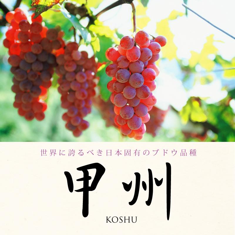 世界に誇るべき日本固有のブドウ品種「甲州」