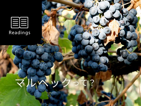 【ブドウ品種を知ろう】マルベックとは？
