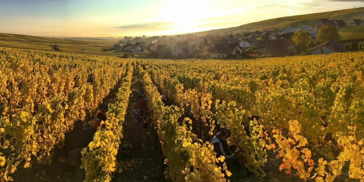 夕陽に照らされるリボヴィレ村の畑