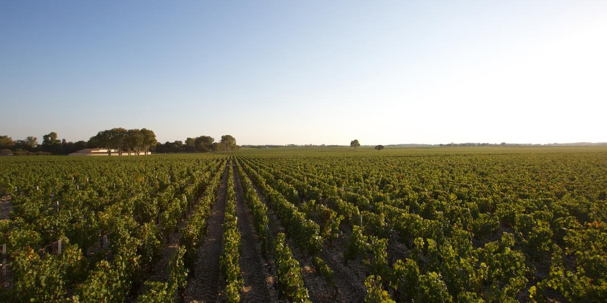 シャトー・ムートン・ロスチャイルドの畑風景