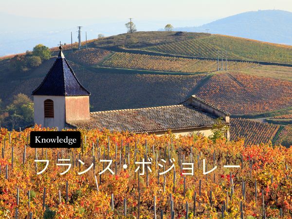 ワイン産地を知ろう！ボジョレー