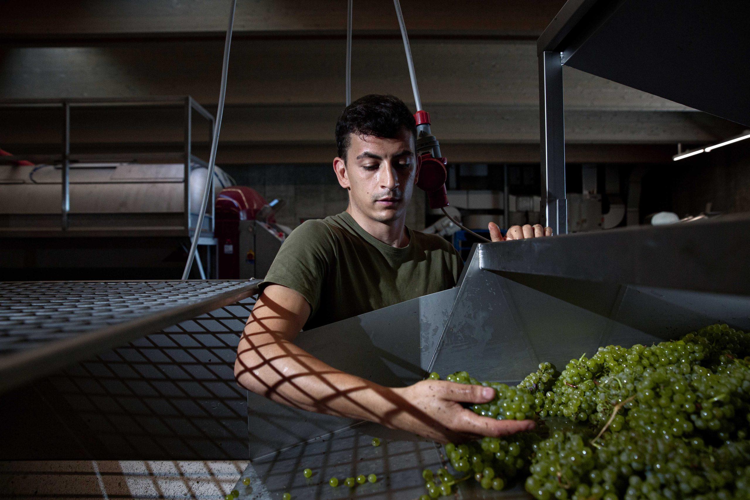 ワイン造りの様子