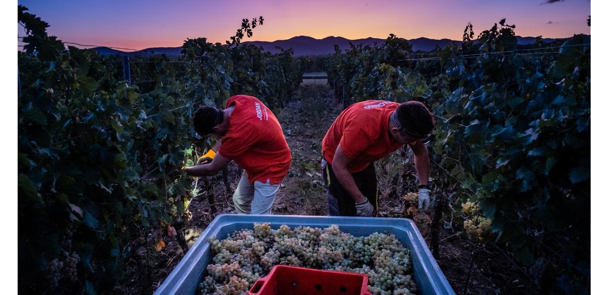 夜の収穫の風景