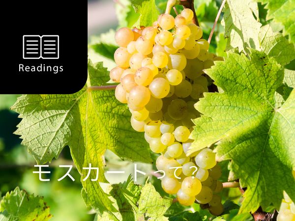 【ブドウ品種を知ろう】モスカートとは？