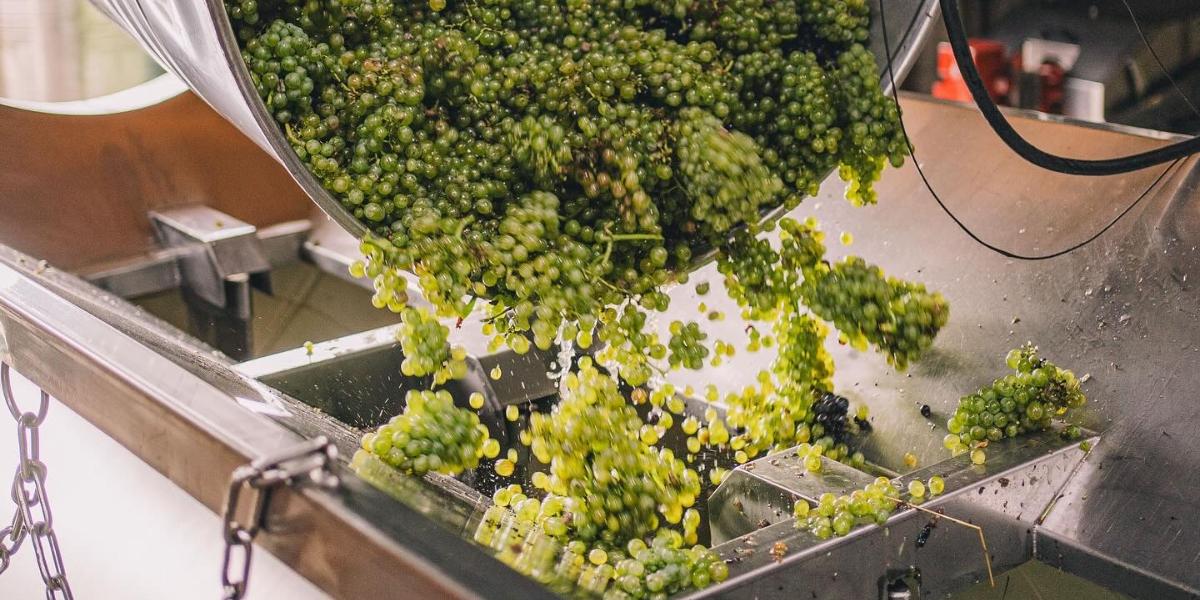 grapes