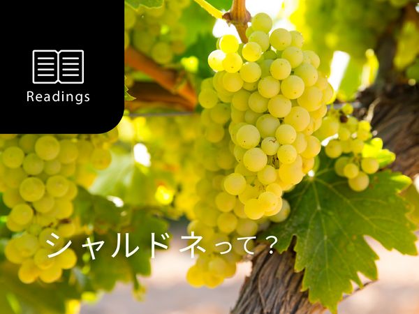 【ブドウ品種を知ろう】シャルドネとは？