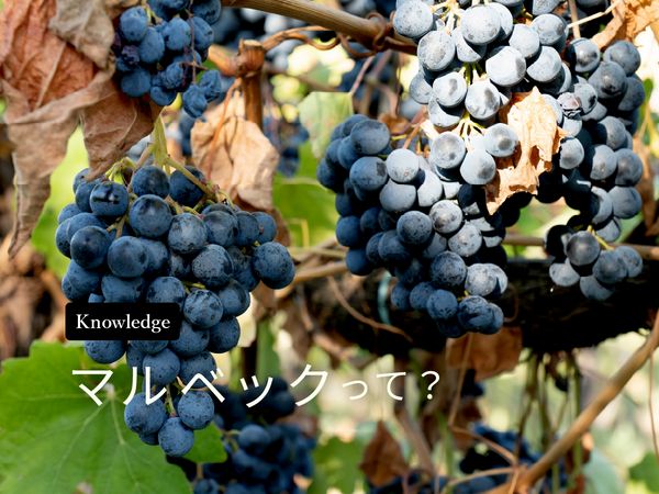 【ブドウ品種を知ろう】マルベックとは？