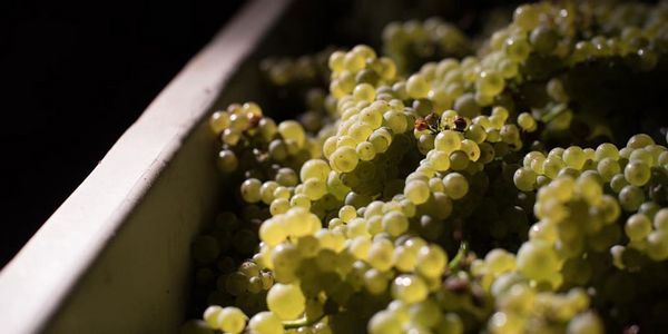 まだまだ寒い冬の終わりを乗り切る キスラーの濃厚シャルドネ 2種テイスティング