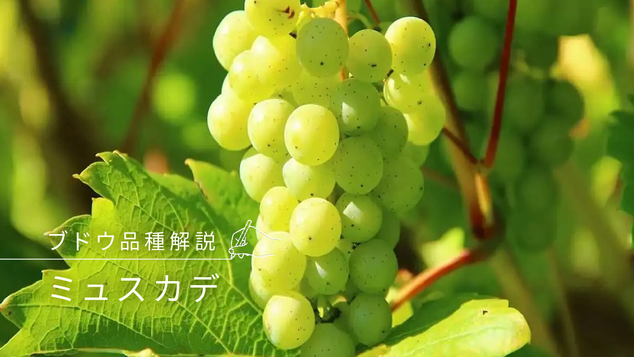 ミュスカデ