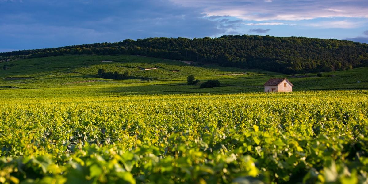 bourgogne
